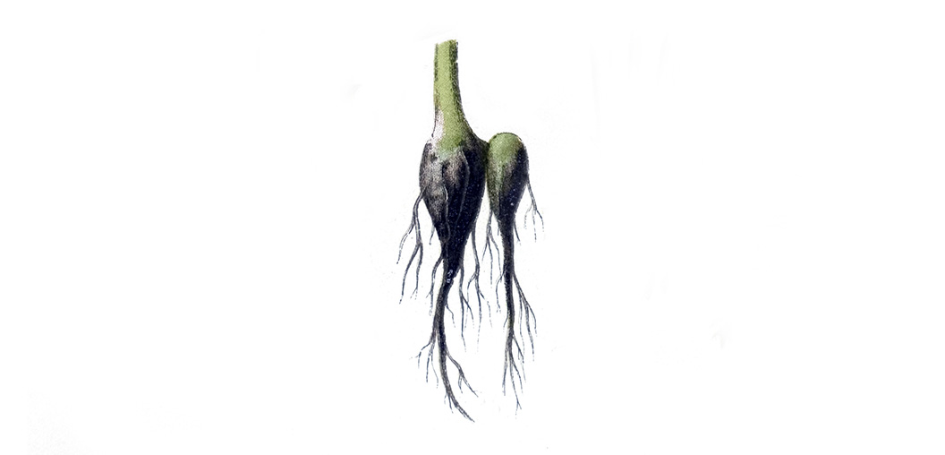 nutritional-counseling-hollistic-healing
