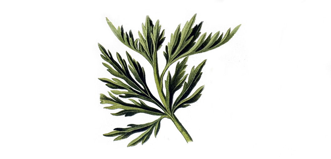 preventative-medicine-hollistic-healing