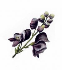 natural-medicine-healing