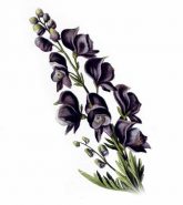 natural-medicine-healing-with-nature