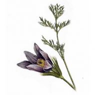 healing-through-nature-with-natural-medicine