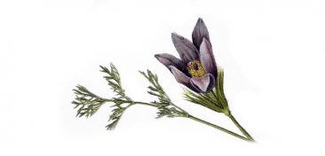 natural-hollistic-healing